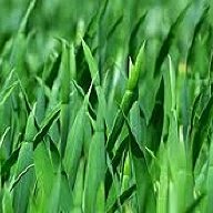 HeadGrass