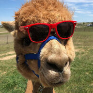 Androgenic Alpaca