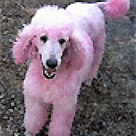 Shave my poodle