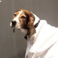 DrDog