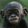 cyberprimate