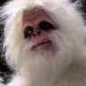 yetti