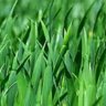 HeadGrass
