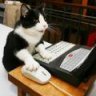 Quantum Cat