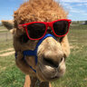 Androgenic Alpaca