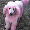 Shave my poodle