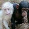 mr the hairy monkey