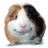 Quineapig