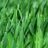 HeadGrass