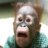 Baldingmonkey