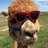 Androgenic Alpaca