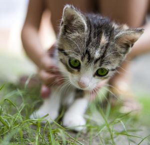 815575_pussy.jpg