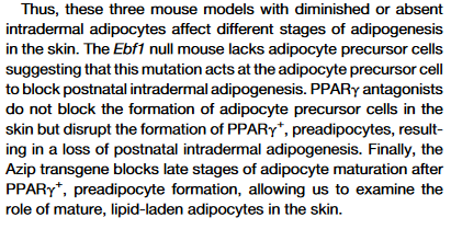 adipocytes.png