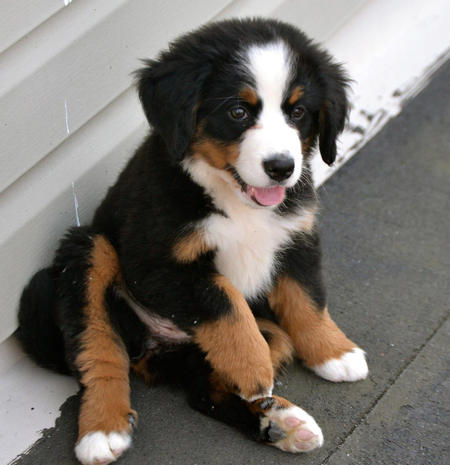 resli-the-bernese-mountain-dog-1_66571_2012-06-26_w450.jpg