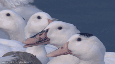 tumblr_n6exxz6CsH1s9rrcgo1_400.gif
