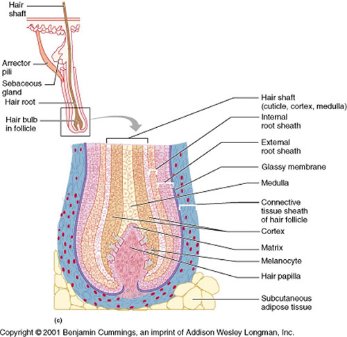 hair_anatomy.jpg