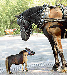 horse081006_228x255.jpg