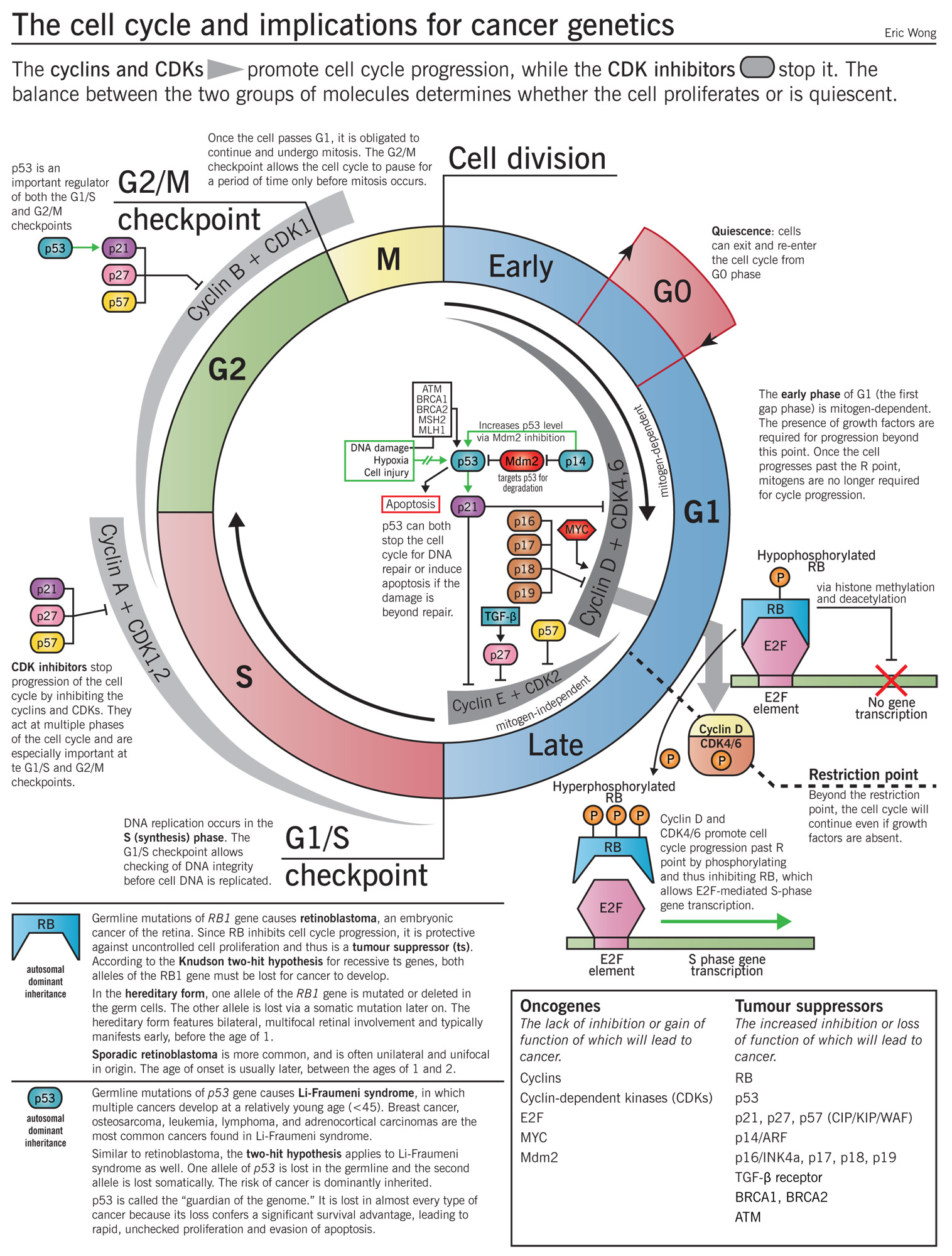 Cell-cycle-copy.jpg