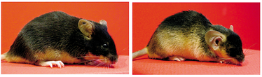 tbx15_mouse.png
