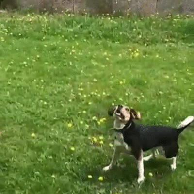 http___makeagif.com__media_5-20-2014_6QyxVP.gif