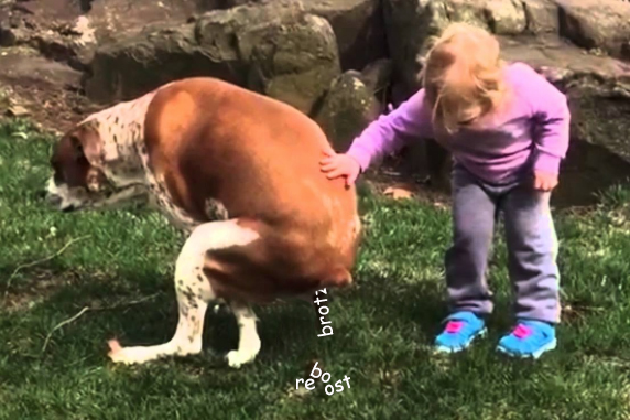Dog_Brotzu.jpg