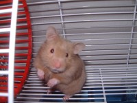 hammy.jpg