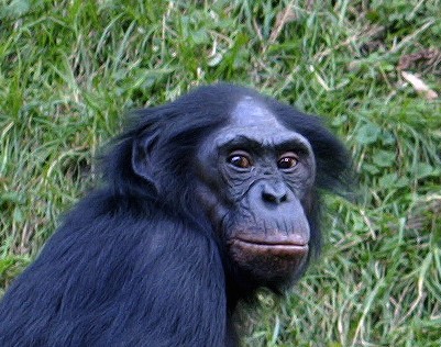 Bonobo.jpg