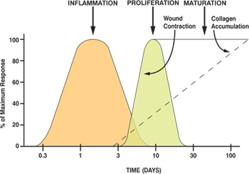 Wound%20Healing%20Graph%202.jpg