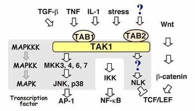 JT4-R-TAK1.jpg