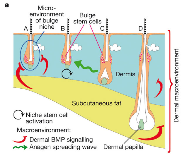 adipose_tissue.jpg