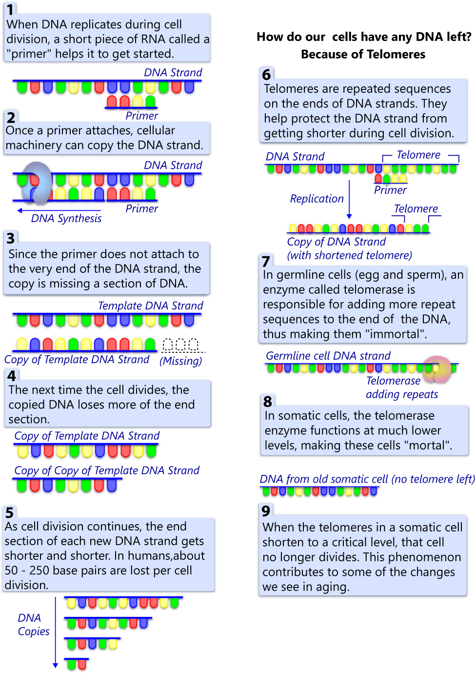 telomeres.png