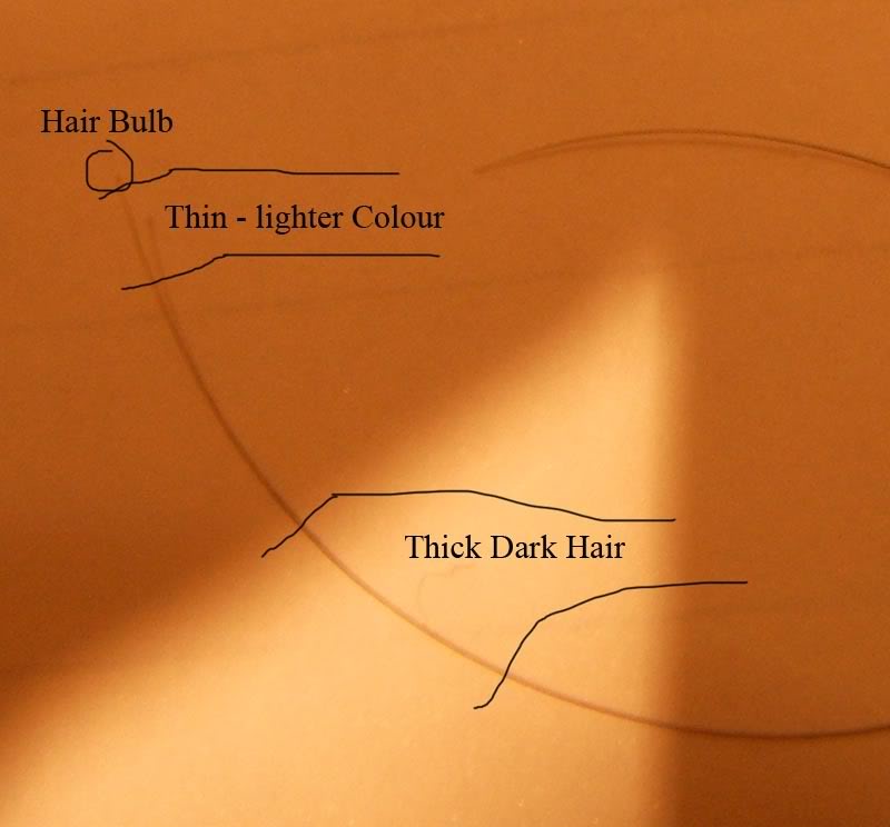 HairShaftThinLight.jpg