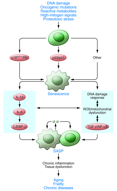 JCI64098.f3.jpg