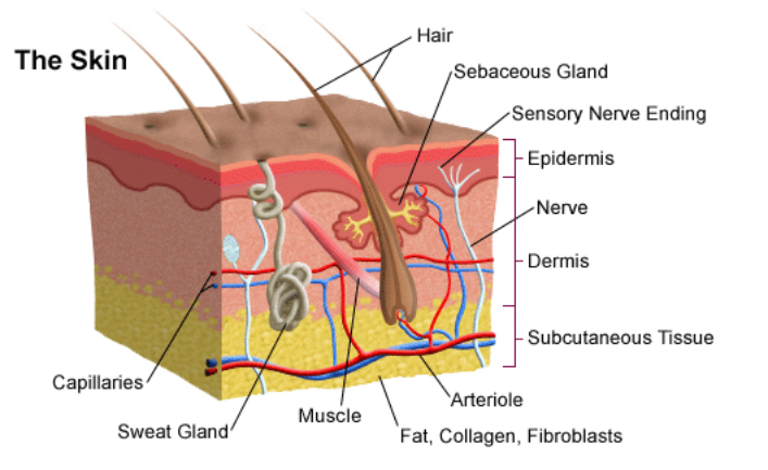 skin2.jpg