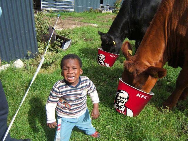 Almost+cried+you+do+not+eat+a+black+kid+s+kfc_6ab368_4167794.jpg