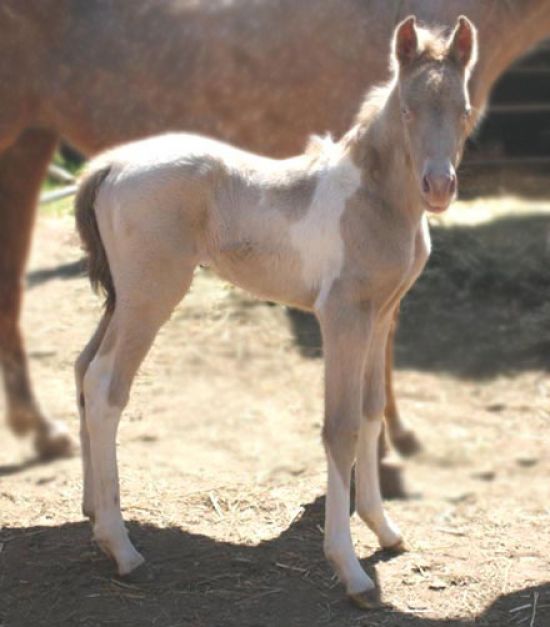 perlino_colt_horse.jpg