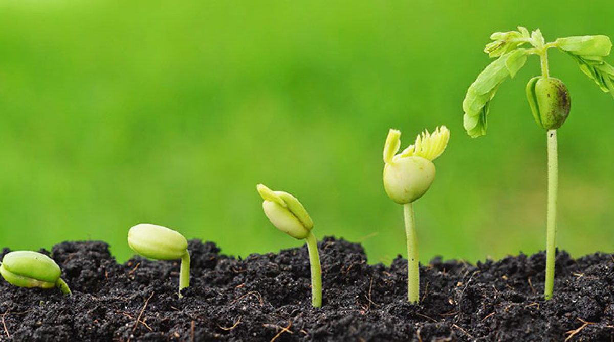 Transplanted Hair:  What to Expect After the Surgery?