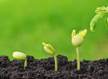 Transplanted Hair:  What to Expect After the Surgery?