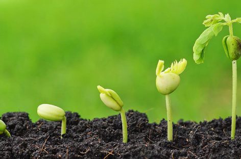 Transplanted Hair:  What to Expect After the Surgery?